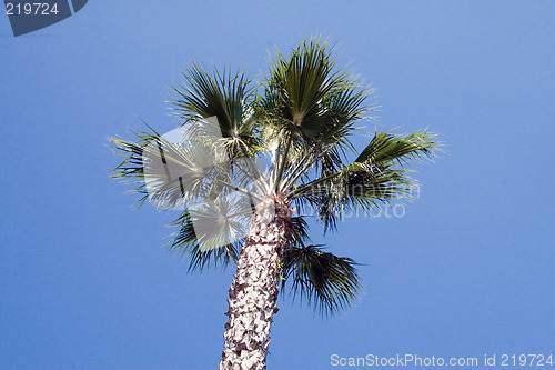 Image of Tropical Palm tree