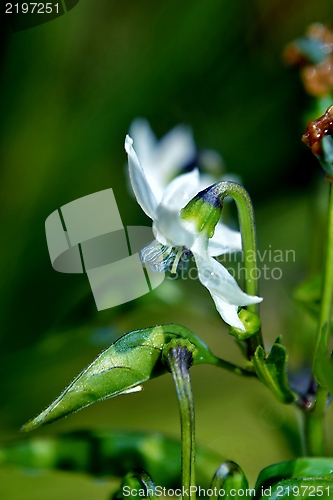 Image of Blossom of red chilli pepper