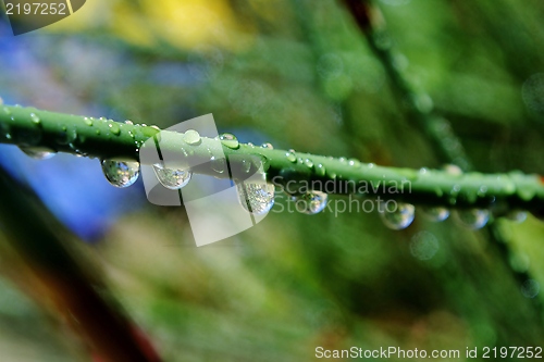 Image of Bamboo grass