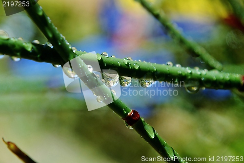 Image of Bamboo grass