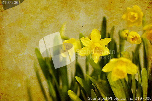 Image of vintage spring daffodils (narcissus)