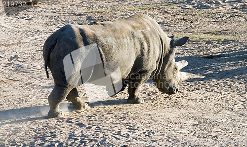 Image of White rhinoceros