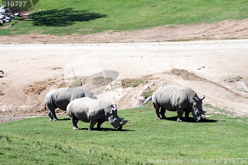 Image of White rhinoceros