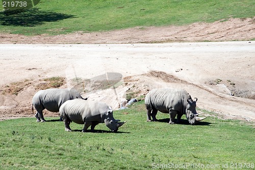 Image of White rhinoceros