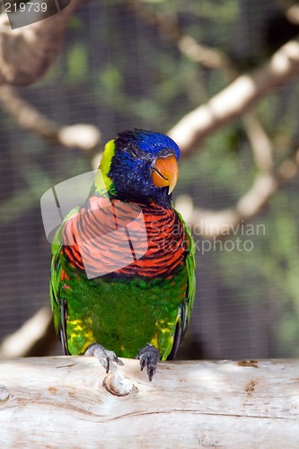 Image of Australian Rainbow Lorikeet