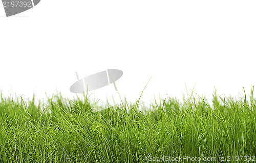 Image of green grass