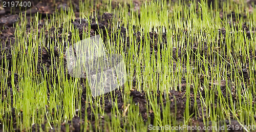 Image of young grass