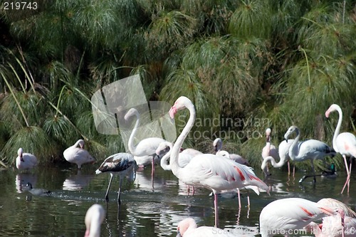 Image of Pink Flamingo