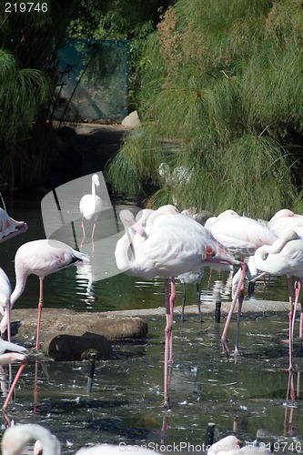 Image of Pink Flamingo