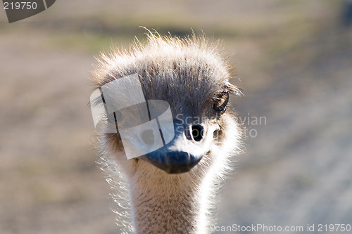Image of Close up of an Ostrich