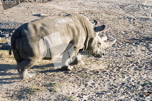 Image of White rhinoceros