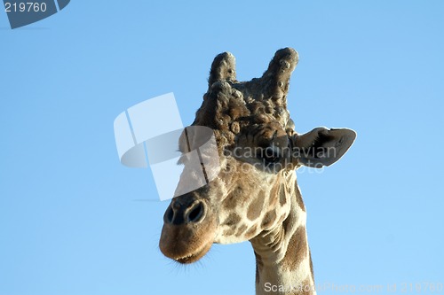 Image of Giraffe Close-up