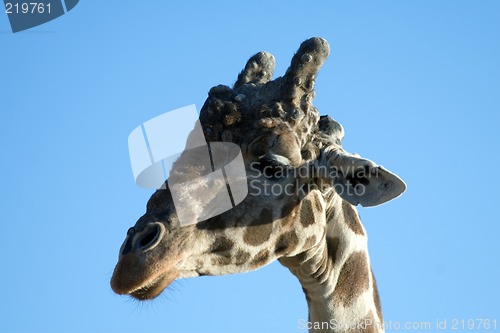 Image of Giraffe Close-up