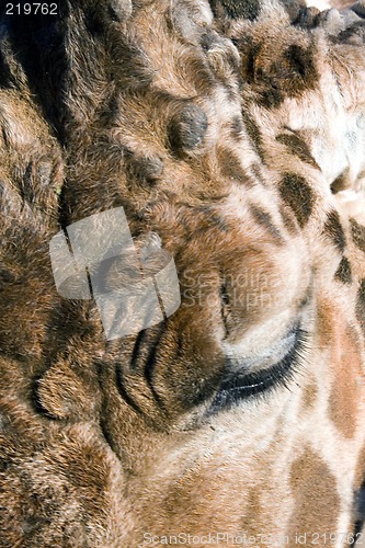 Image of Giraffe Close-up