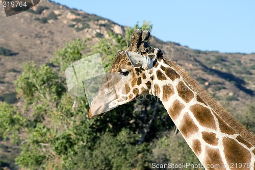 Image of Giraffe Close-up