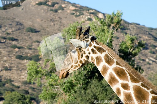 Image of Giraffe Close-up