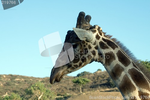 Image of Giraffe Close-up