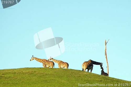 Image of Group of giraffes