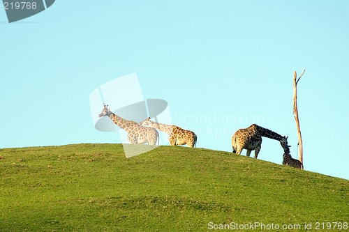 Image of Group of giraffes