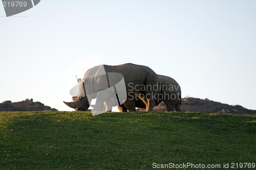 Image of White rhinoceros