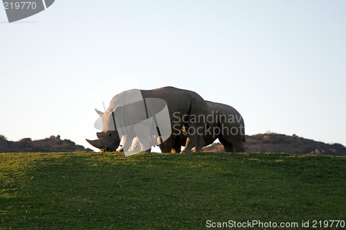 Image of White rhinoceros