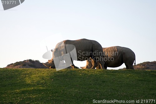 Image of White rhinoceros