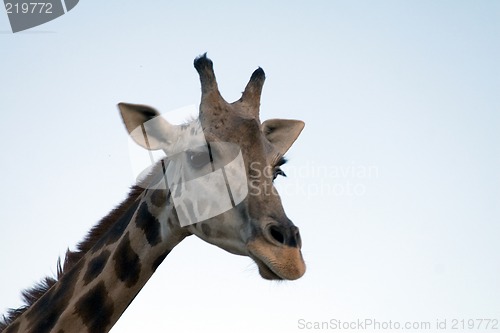 Image of Giraffe Close-up