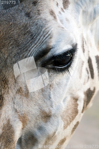 Image of Giraffe Close-up