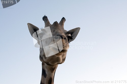 Image of Giraffe Close-up