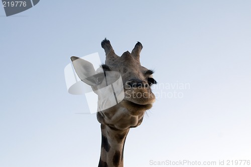 Image of Giraffe Close-up