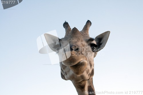 Image of Giraffe Close-up