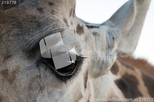 Image of Giraffe Close-up