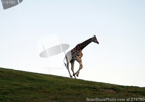 Image of Running giraffe