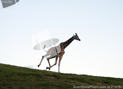 Image of Running giraffe
