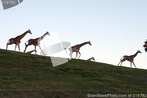 Image of Giraffe family