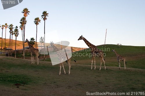 Image of Giraffe family