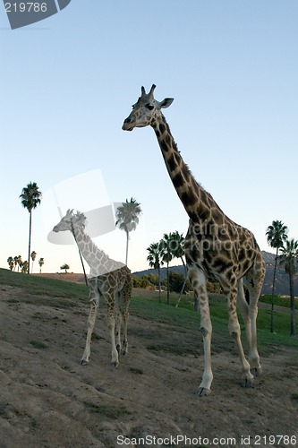 Image of Giraffe family