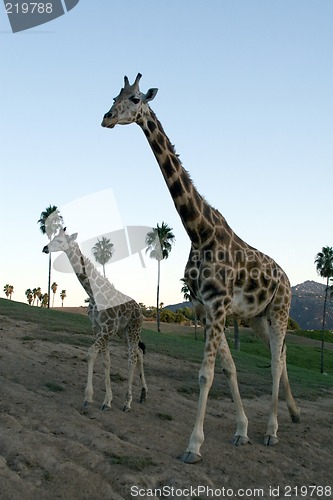 Image of Giraffe family