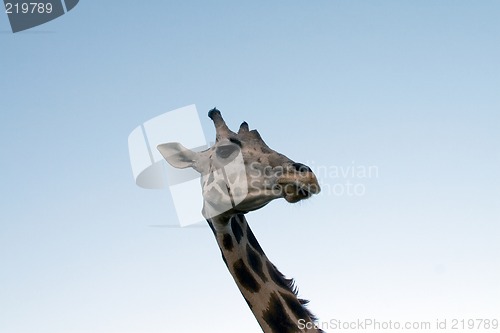 Image of Giraffe Close-up