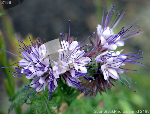 Image of Exotic flowers