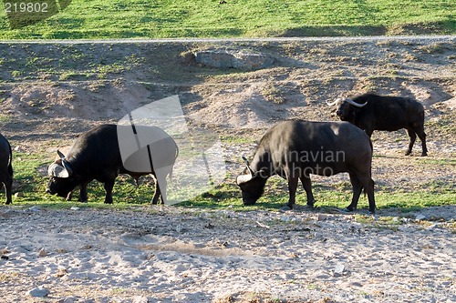 Image of Buffalo