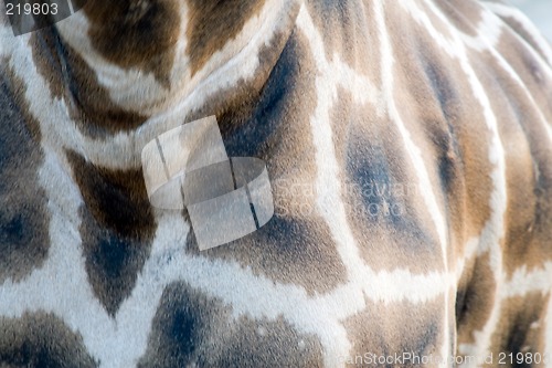 Image of Giraffe Close-up