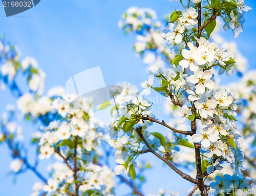 Image of Spring flowers with sunshine