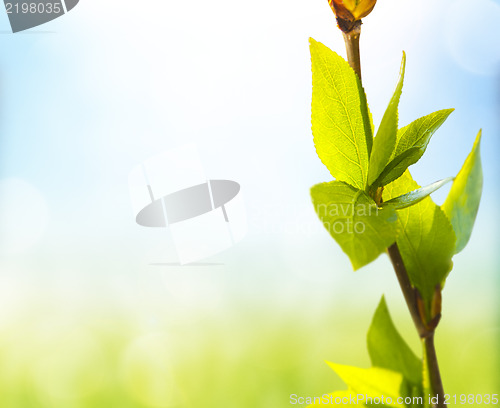 Image of Fresh And Green Leaves