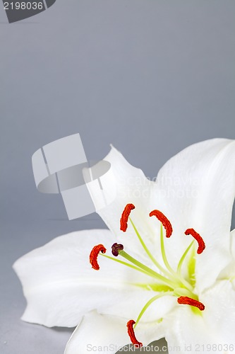 Image of Lily Flower