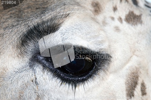 Image of Giraffe Close-up