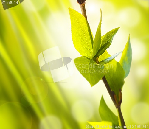 Image of Fresh And Green Leaves