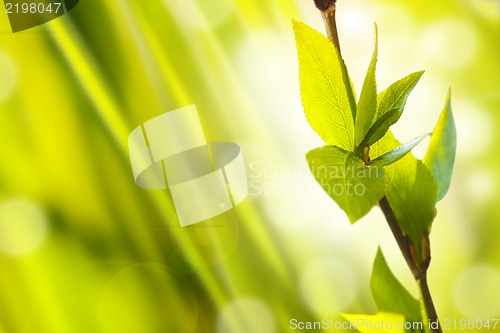 Image of Fresh And Green Leaves