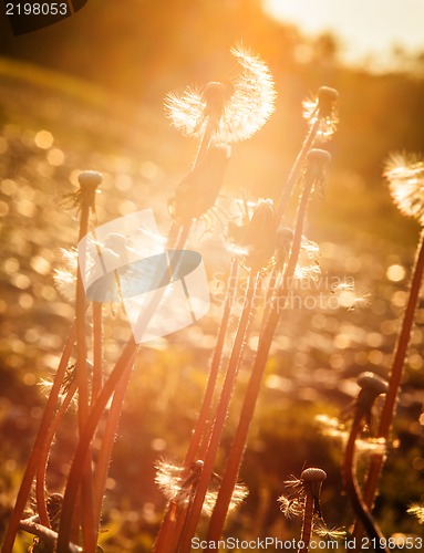 Image of dandelion at sunset