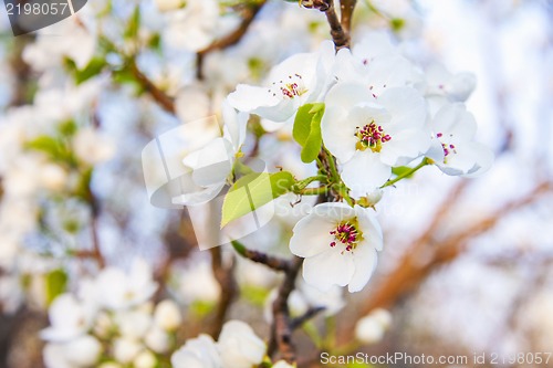 Image of Spring flowers with sunshine